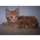 Maine Coon - Kater