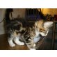 Maine Coon - Kater