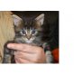 Maine Coon - Kater