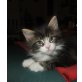 Maine Coon - Kater