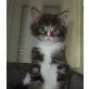 Maine Coon - Kater