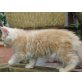 Maine Coon - Kater