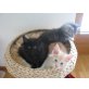 Maine Coon - Kater