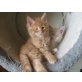 Maine Coon - Kater