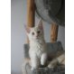 Maine Coon - Kater