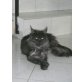 Maine Coon - Kater