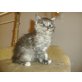 Maine Coon - Kater