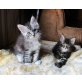 Maine Coon - Kater