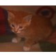 Maine Coon - Kater