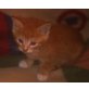 Maine Coon - Kater