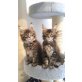 Maine Coon - Kater