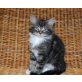 Maine Coon - Kater
