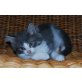 Maine Coon - Kater