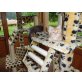 Maine Coon - Kater