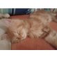 Maine Coon - Kater