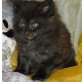Maine Coon - Kater