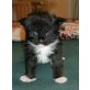 Maine Coon - Kater