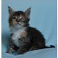 Maine Coon - Kater