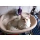 Maine Coon - Kater