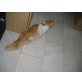 Maine Coon - Kater
