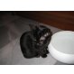 Maine Coon - Kater