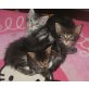 Maine Coon - Kater