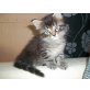 Maine Coon - Kater