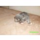 Maine Coon - Kater
