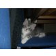Maine Coon - Kater