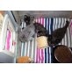 Maine Coon - Kater