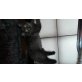 Maine Coon - Kater