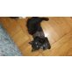 Maine Coon - Kater