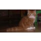 Maine Coon - Kater
