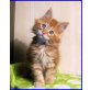 Maine Coon - Kater