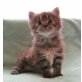Maine Coon - Kater