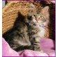 Maine Coon - Kater