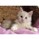 Maine Coon - Kater