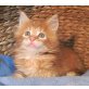 Maine Coon - Kater
