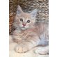 Maine Coon - Kater
