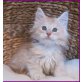 Maine Coon - Kater