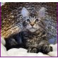 Maine Coon - Kater