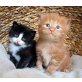 Maine Coon - Kater