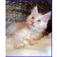 Maine Coon - Kater