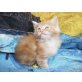 Maine Coon - Kater