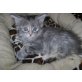 Maine Coon - Kater