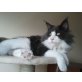Maine Coon - Kater