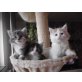 Maine Coon - Kater