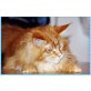 Maine Coon - Kater