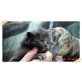 Maine Coon - Kater