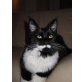 Maine Coon - Kater